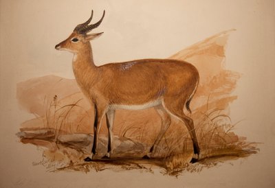 Kob Antilopu, 1837 by Edward Lear